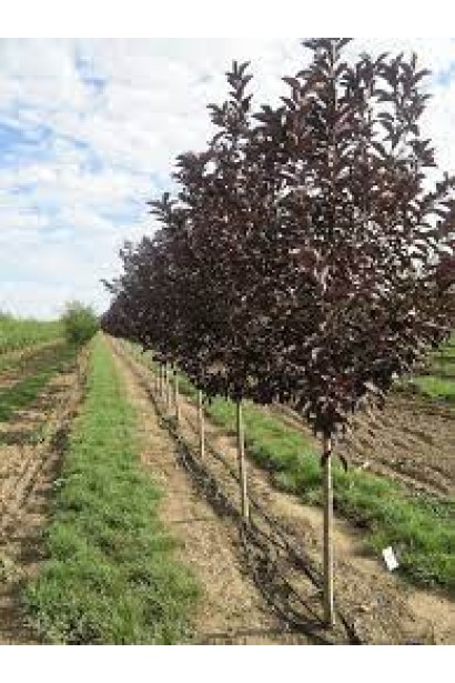 Черемха віргінська Канада Ред з червоними листям, декоративне дерево для саду.